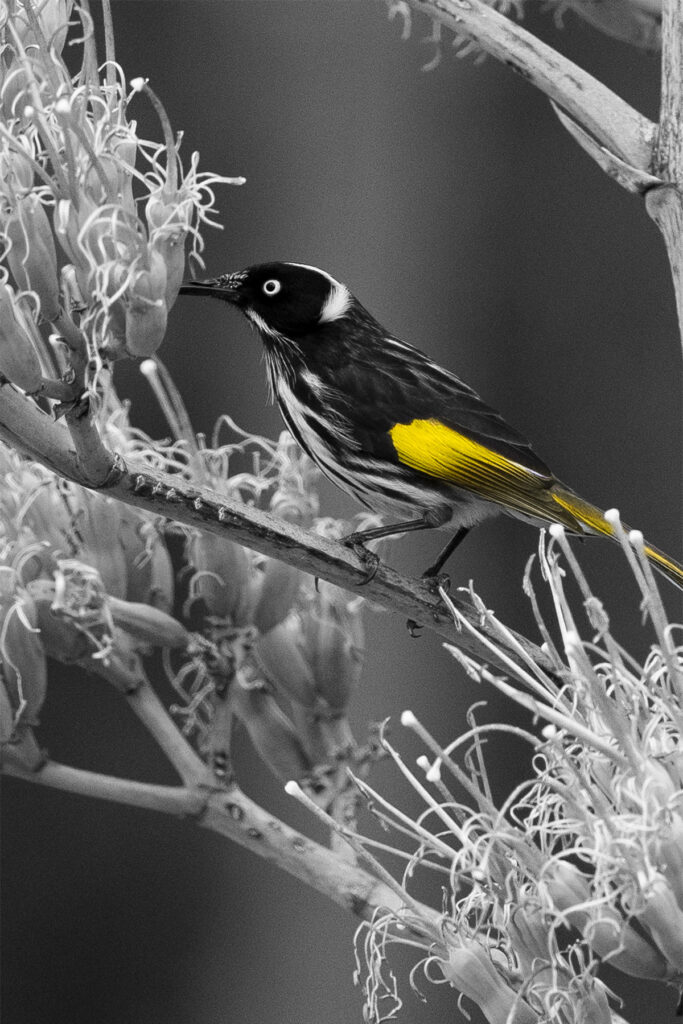 About Montague Estate